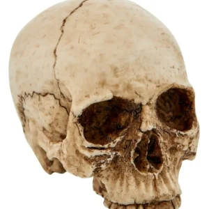 Universal Orlando Resort Miniature Decorative Skull* Home Decorations